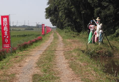 平成26年度9月28日_「彼岸花開花まつり」01